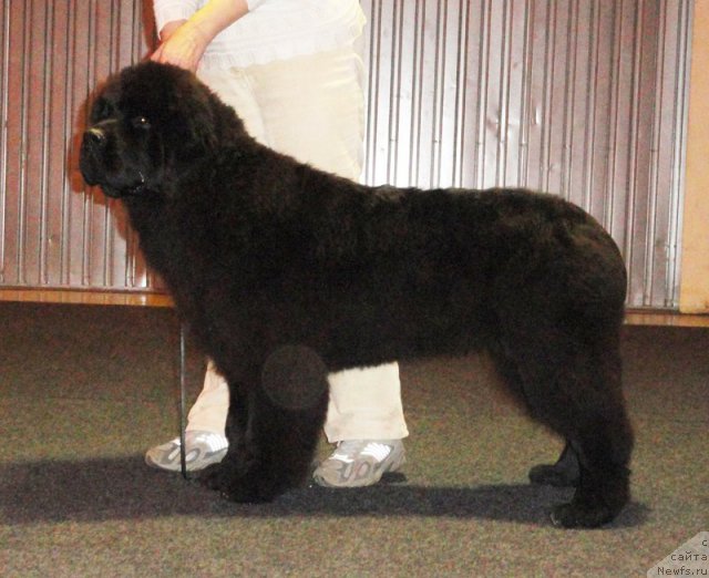 Фото: Бегущая по волнам ЗУМ ЗУМ