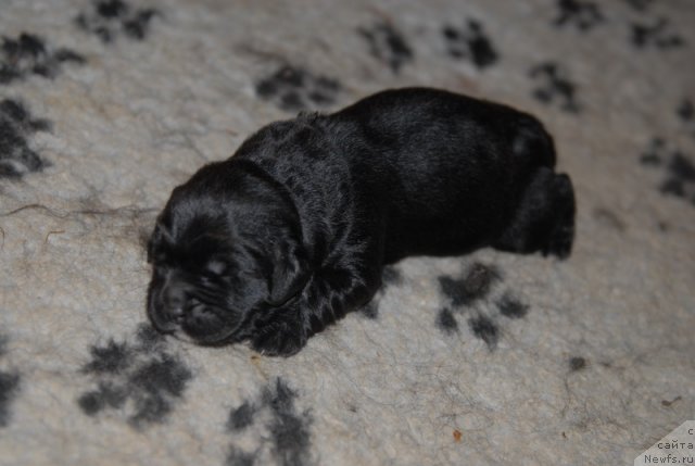 Фото: ньюфаундленд Sent Djons YEklips of ze Mun (Сент Джонс Эклипс оф зе Мун)