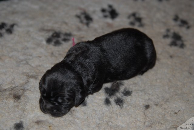 Фото: ньюфаундленд Sent Djons YEklips of ze Mun (Сент Джонс Эклипс оф зе Мун)