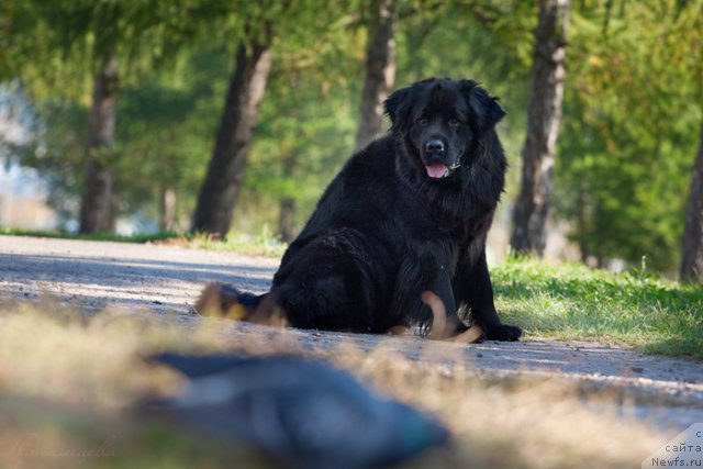Фото: ньюфаундленд Zvezda Udachi ot Marleon Dusvik (Звезда Удачи от Марлеон Дусвик)