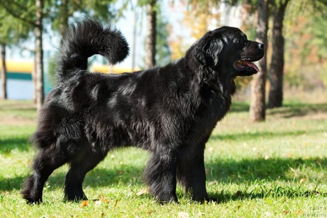 Фото: ньюфаундленд Zvezda Udachi ot Marleon Dusvik (Звезда Удачи от Марлеон Дусвик)