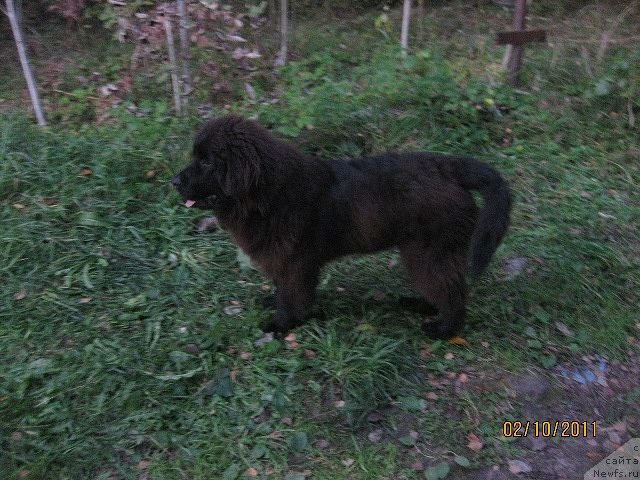 Фото: ньюфаундленд Znatnyiy Krasavec (Знатный Красавец)