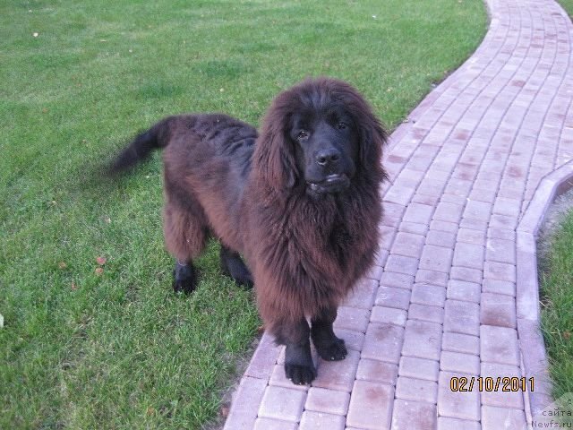 Фото: ньюфаундленд Znatnyiy Krasavec (Знатный Красавец)