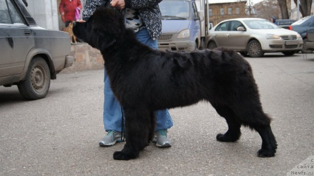 Фото: ньюфаундленд Plushevaya Panda Udivitelnaja Kejt (Плюшевая Панда Удивительная Кейт)