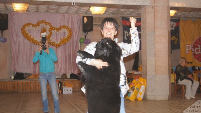 Фото: ньюфаундленд Plushevaya Panda Udivitelnaja Kejt (Плюшевая Панда Удивительная Кейт)