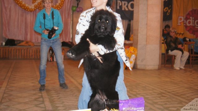 Фото: ньюфаундленд Plushevaya Panda Udivitelnaja Kejt (Плюшевая Панда Удивительная Кейт)