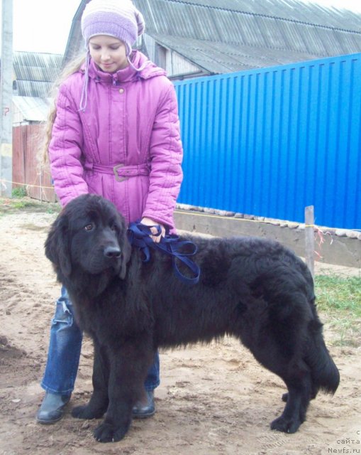 Фото: ньюфаундленд Jarkiy Poceluy (Жаркий Поцелуй)