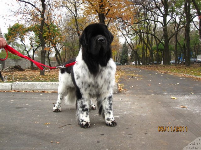 Фото: ньюфаундленд Plyushevaya Panda Stil'-Sankt-Peterburga (Плюшевая Панда Стиль-Санкт-Петербурга)