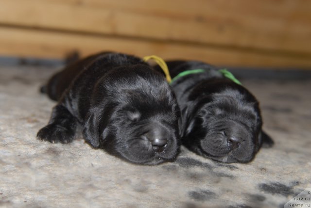 Фото: ньюфаундленд Sent Djons YEboni in Fayer (Сент Джонс Эбони ин Файер)