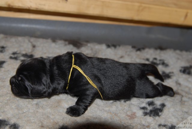 Фото: ньюфаундленд Sent Djons YEboni in Fayer (Сент Джонс Эбони ин Файер)