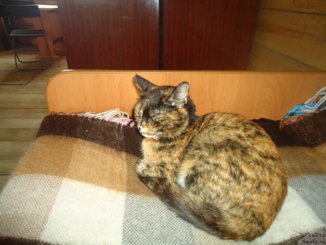 Фотография № 80649