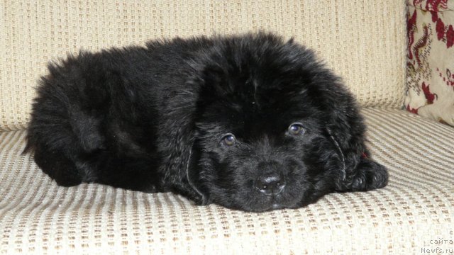 Фото: ньюфаундленд Sud'byi Podarok (Судьбы Подарок)