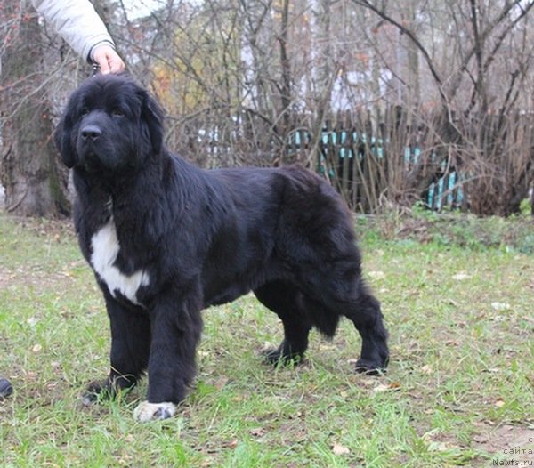 Фото: ньюфаундленд Pitern'yuf CHa-CHa-CHa (Питерньюф Ча-Ча-Ча)