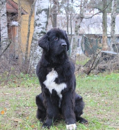 Фото: ньюфаундленд Pitern'yuf CHa-CHa-CHa (Питерньюф Ча-Ча-Ча)