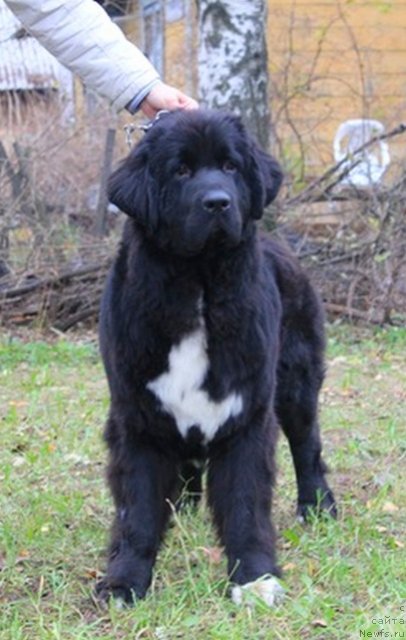 Фото: ньюфаундленд Pitern'yuf CHa-CHa-CHa (Питерньюф Ча-Ча-Ча)