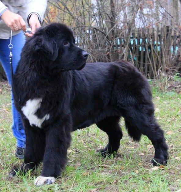 Фото: ньюфаундленд Pitern'yuf CHa-CHa-CHa (Питерньюф Ча-Ча-Ча)