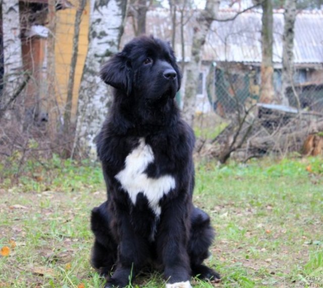 Фото: ньюфаундленд Pitern'yuf CHa-CHa-CHa (Питерньюф Ча-Ча-Ча)