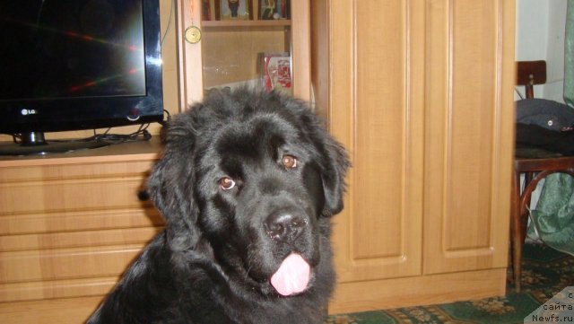 Фото: ньюфаундленд Passia Korolya iz Medvejyego Yara (Пассия Короля из Медвежьего Яра)