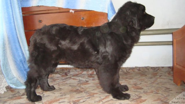 Фото: ньюфаундленд Passia Korolya iz Medvejyego Yara (Пассия Короля из Медвежьего Яра)
