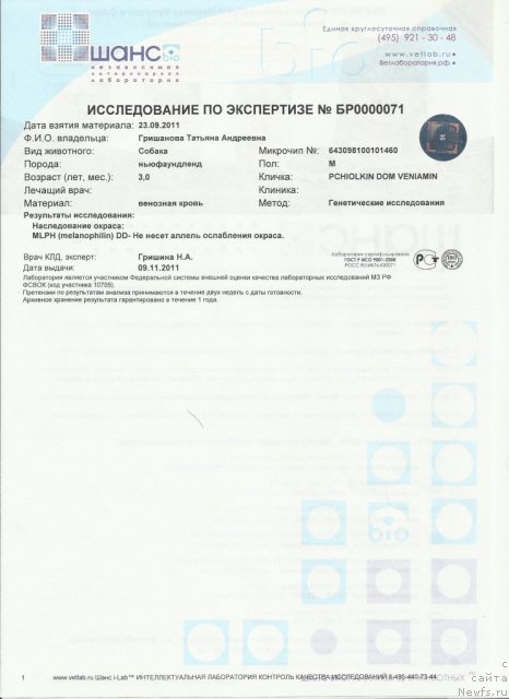 Фото: ньюфаундленд Pchiolkin Dom Veniamin (Пчёлкин Дом Вениамин)