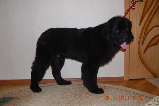 Фото: ньюфаундленд Plushevaya Panda Universalnyj Mischka (Плюшевая Панда Универсальный Мишка)