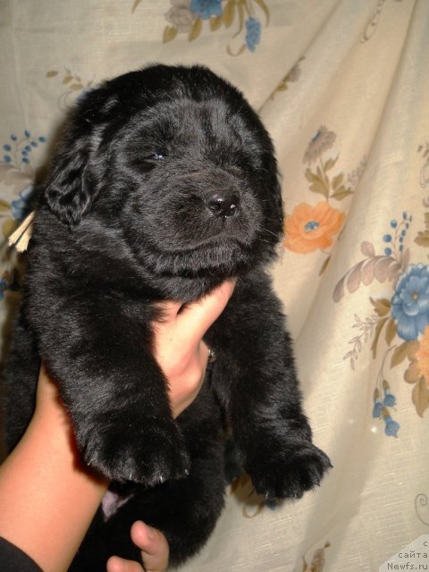 Фотография № 80720