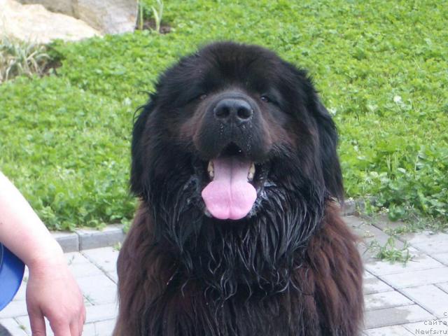 Фото: ньюфаундленд SHarm s Berega Dona (Шарм с Берега Дона)