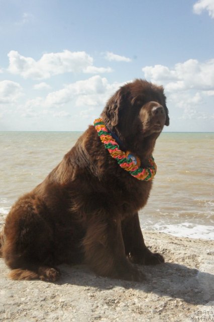 Фото: ньюфаундленд Smigar Rishel Lady Fortuna (Смигар Ришель Леди Фортуна)