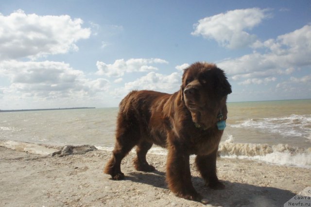 Фото: ньюфаундленд Smigar Rishel Lady Fortuna (Смигар Ришель Леди Фортуна)