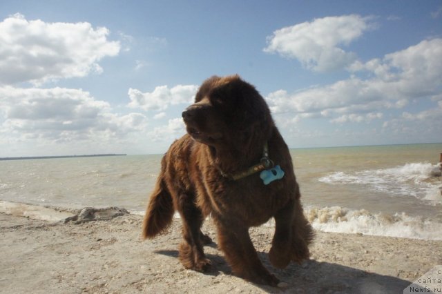 Фото: ньюфаундленд Smigar Rishel Lady Fortuna (Смигар Ришель Леди Фортуна)