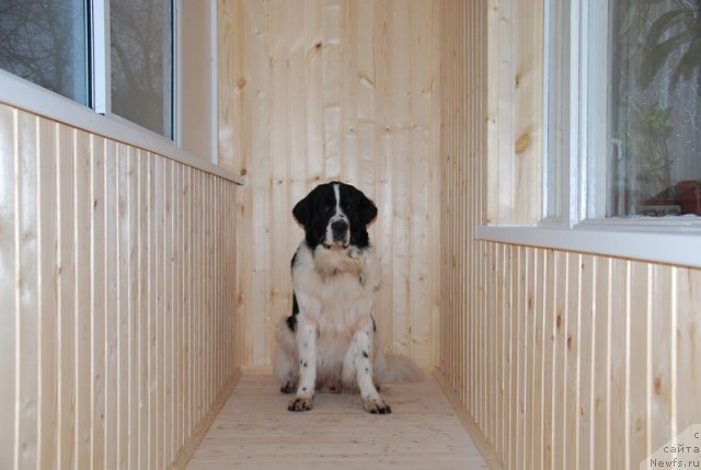 Фото: ньюфаундленд H'yugo Boss iz Unikal'noy Kollekcii (Хьюго Босс из Уникальной Коллекции)