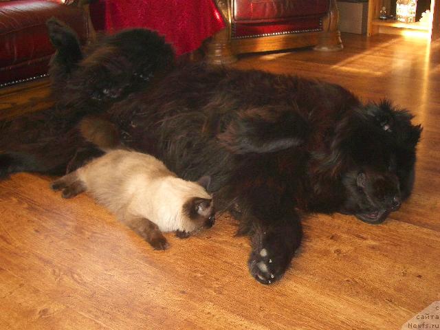 Фото: ньюфаундленд SHarm s Berega Dona (Шарм с Берега Дона)