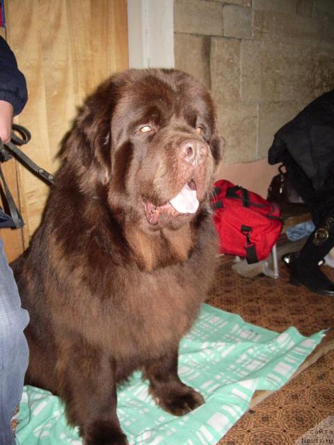 Фото: ньюфаундленд Super Premium Bethem (Супер Премиум Бетхем)