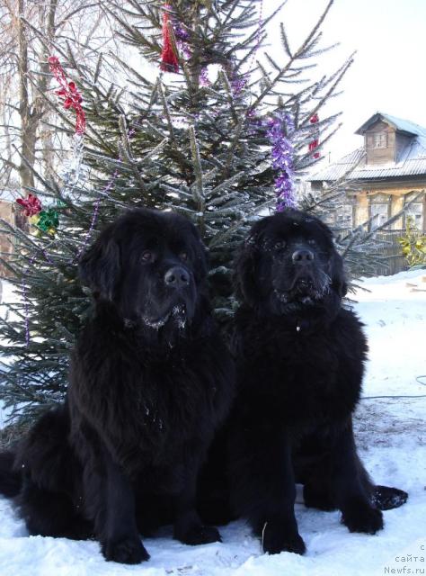 Фото: ньюфаундленд CHansi iz Zolotogo Treugol'nika (Чанси из Золотого Треугольника), ньюфаундленд Amulet Lyubvi i Schastya (Амулет Любви и Счастья)