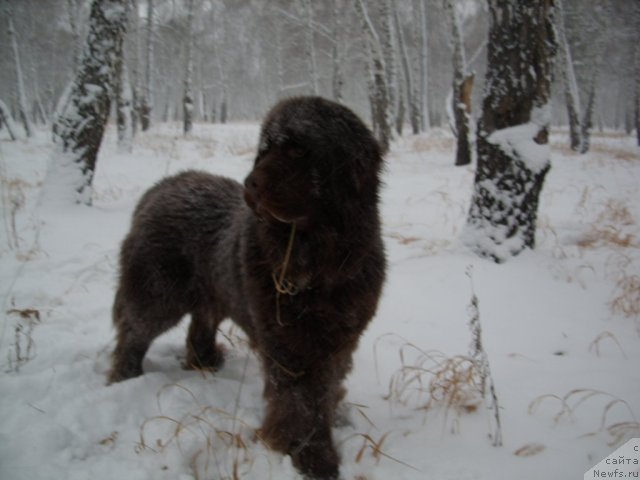 Фото: ньюфаундленд CHernyiy SHarm Amber Best Dog FO Marleon (Черный Шарм Амбер Бест Дог ФО Марлеон)