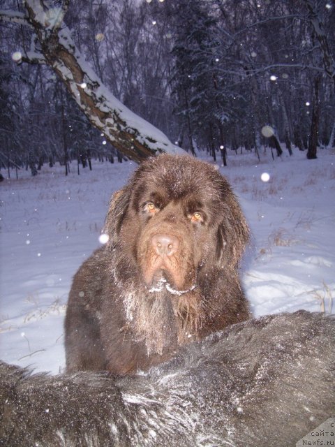 Фото: ньюфаундленд CHernyiy SHarm Amber Best Dog FO Marleon (Черный Шарм Амбер Бест Дог ФО Марлеон)