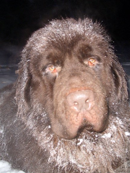 Фото: ньюфаундленд CHernyiy SHarm Amber Best Dog FO Marleon (Черный Шарм Амбер Бест Дог ФО Марлеон)