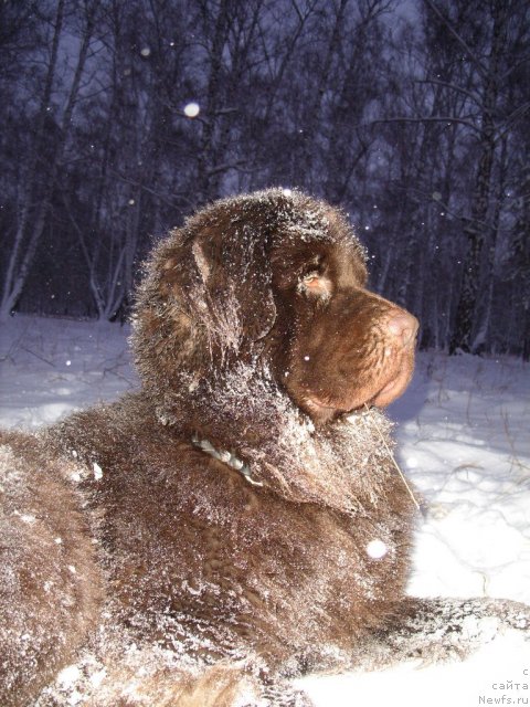 Фото: ньюфаундленд CHernyiy SHarm Amber Best Dog FO Marleon (Черный Шарм Амбер Бест Дог ФО Марлеон)