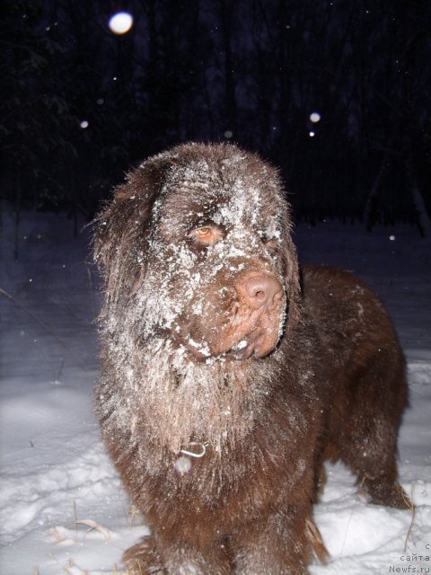 Фото: ньюфаундленд CHernyiy SHarm Amber Best Dog FO Marleon (Черный Шарм Амбер Бест Дог ФО Марлеон)