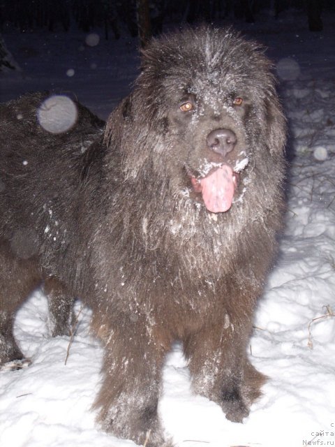 Фото: ньюфаундленд Akvamarinovaya Krasotka dlya Marleon (Аквамариновая Красотка для Марлеон)