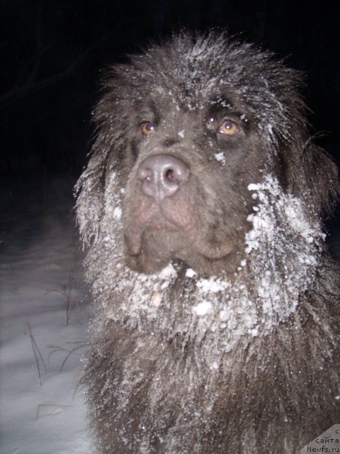 Фото: ньюфаундленд Akvamarinovaya Krasotka dlya Marleon (Аквамариновая Красотка для Марлеон)