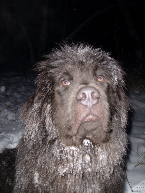 Фото: ньюфаундленд Akvamarinovaya Krasotka dlya Marleon (Аквамариновая Красотка для Марлеон)