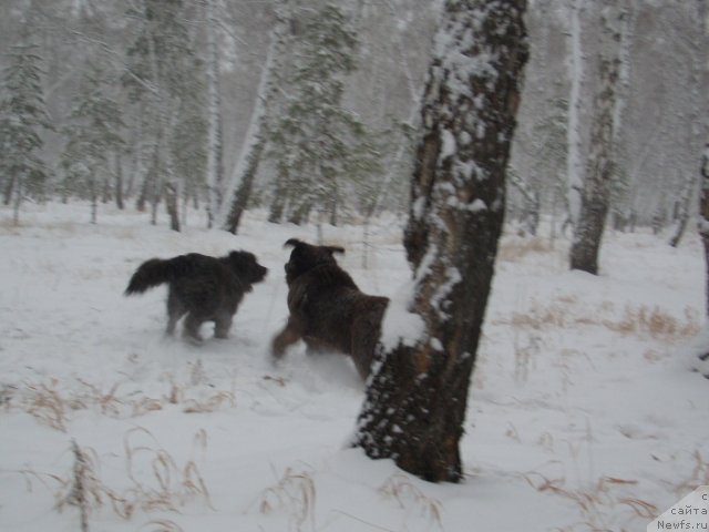 Фото: ньюфаундленд CHernyiy SHarm Amber Best Dog FO Marleon (Черный Шарм Амбер Бест Дог ФО Марлеон), ньюфаундленд Akvamarinovaya Krasotka dlya Marleon (Аквамариновая Красотка для Марлеон)