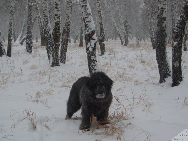 Фото: ньюфаундленд Akvamarinovaya Krasotka dlya Marleon (Аквамариновая Красотка для Марлеон)