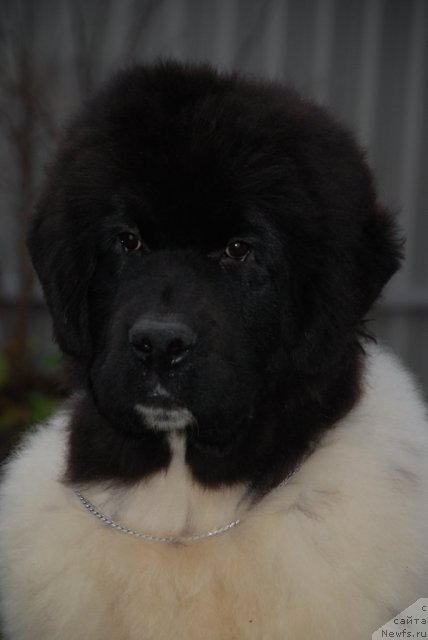 Фото: ньюфаундленд Pitern'yuf In It To Vin It (Питерньюф Ин Ит То Вин Ит)