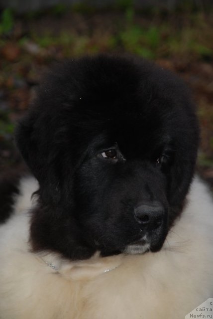 Фото: ньюфаундленд Pitern'yuf In It To Vin It (Питерньюф Ин Ит То Вин Ит)