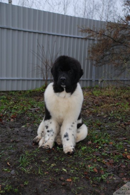 Фото: ньюфаундленд Pitern'yuf In It To Vin It (Питерньюф Ин Ит То Вин Ит)