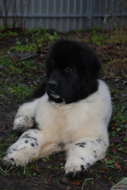 Фото: ньюфаундленд Pitern'yuf In It To Vin It (Питерньюф Ин Ит То Вин Ит)