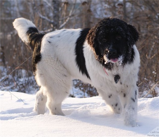 Фотография № 80808