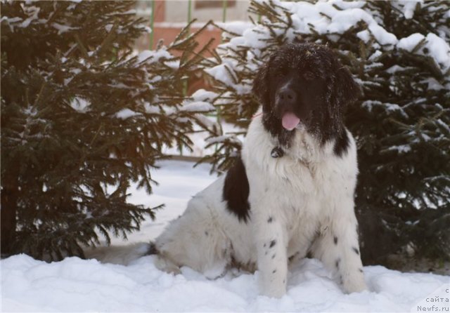 Фотография № 80810